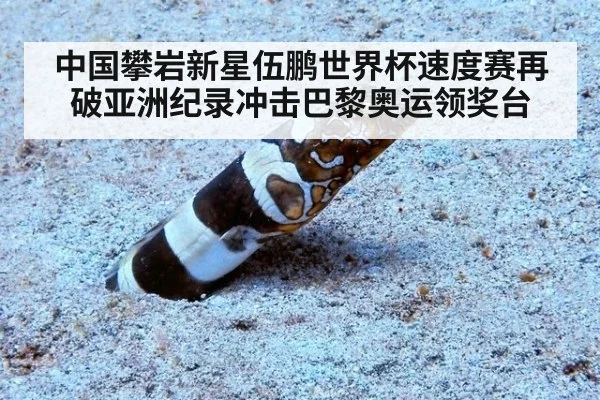 中国攀岩新星伍鹏世界杯速度赛再破亚洲纪录冲击巴黎奥运领奖台